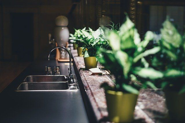 best air purifying plants for the home