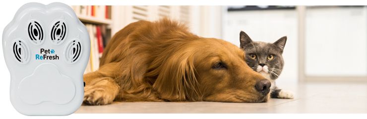 pet_refresh_mainimage.jpg pet_refresh_mainimage.jpg