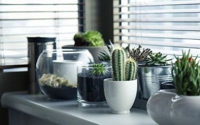 10 best air purifying plants for the home